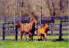 img031.gif