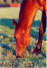 img066.gif