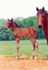 img068.gif